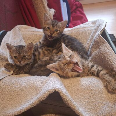 Drei gefundene Kitten auf einer Decke